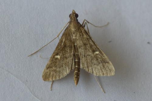 Réf. 209 407 : Dolicharthria punctalis